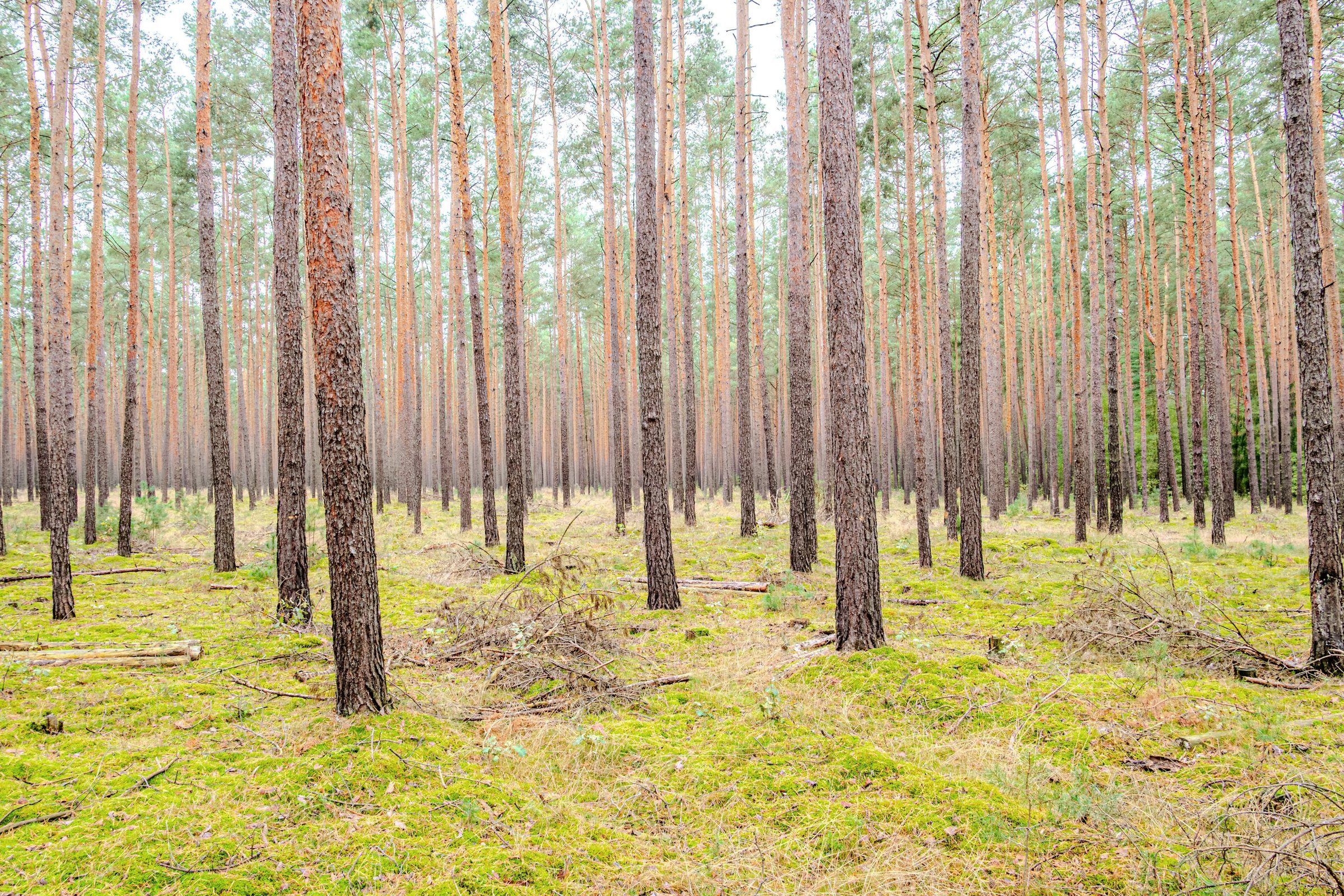 Rows of tall, straight pine trunks in a managed forest with a mossy floor